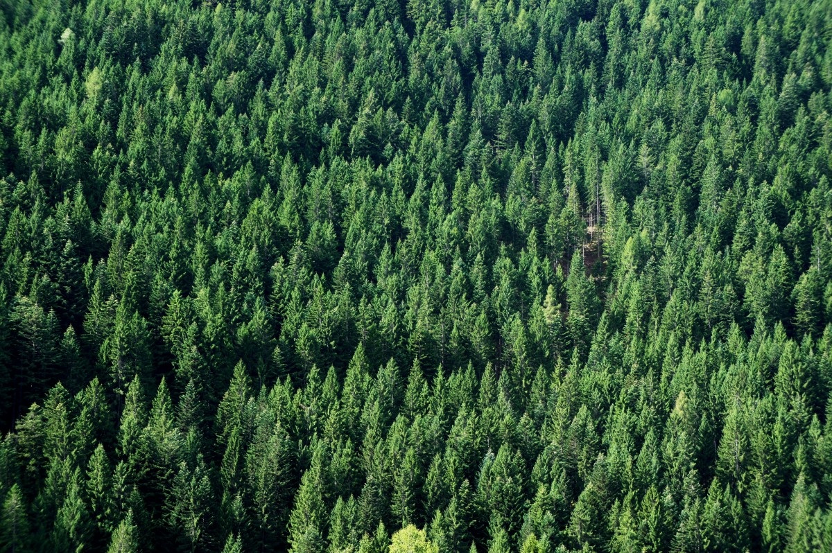 Inventario y monitoreo forestal con dron