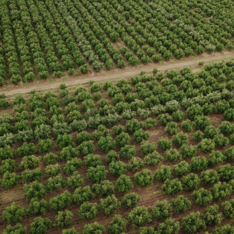 Forestales y frutícolas