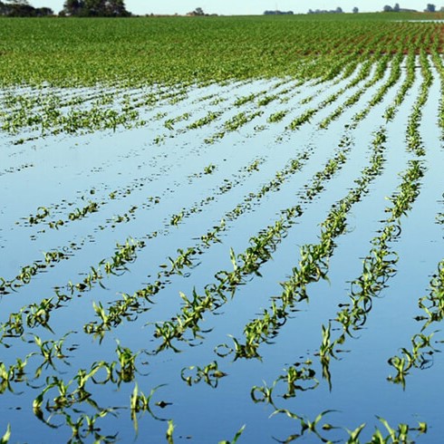 Daños climáticos